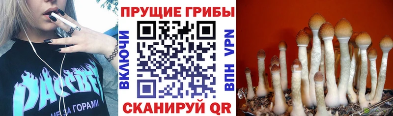 Галлюциногенные грибы Psilocybine cubensis  Калининград 